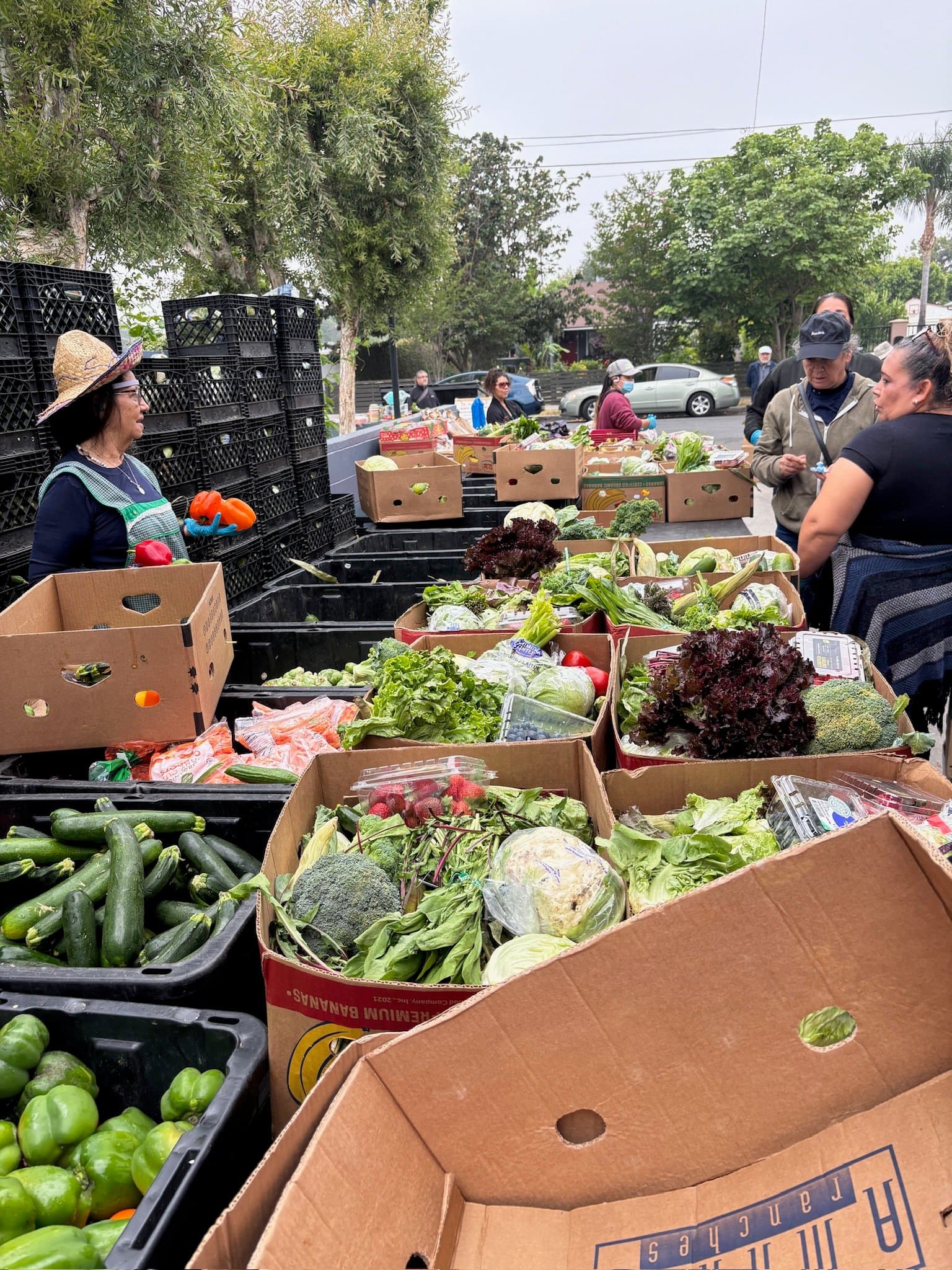 A volunteer wearing a hat offers bright red peppers at a food distribution. They stand at tables overflowing with zuchinni, cabbage,  carrots, and lettuces. 